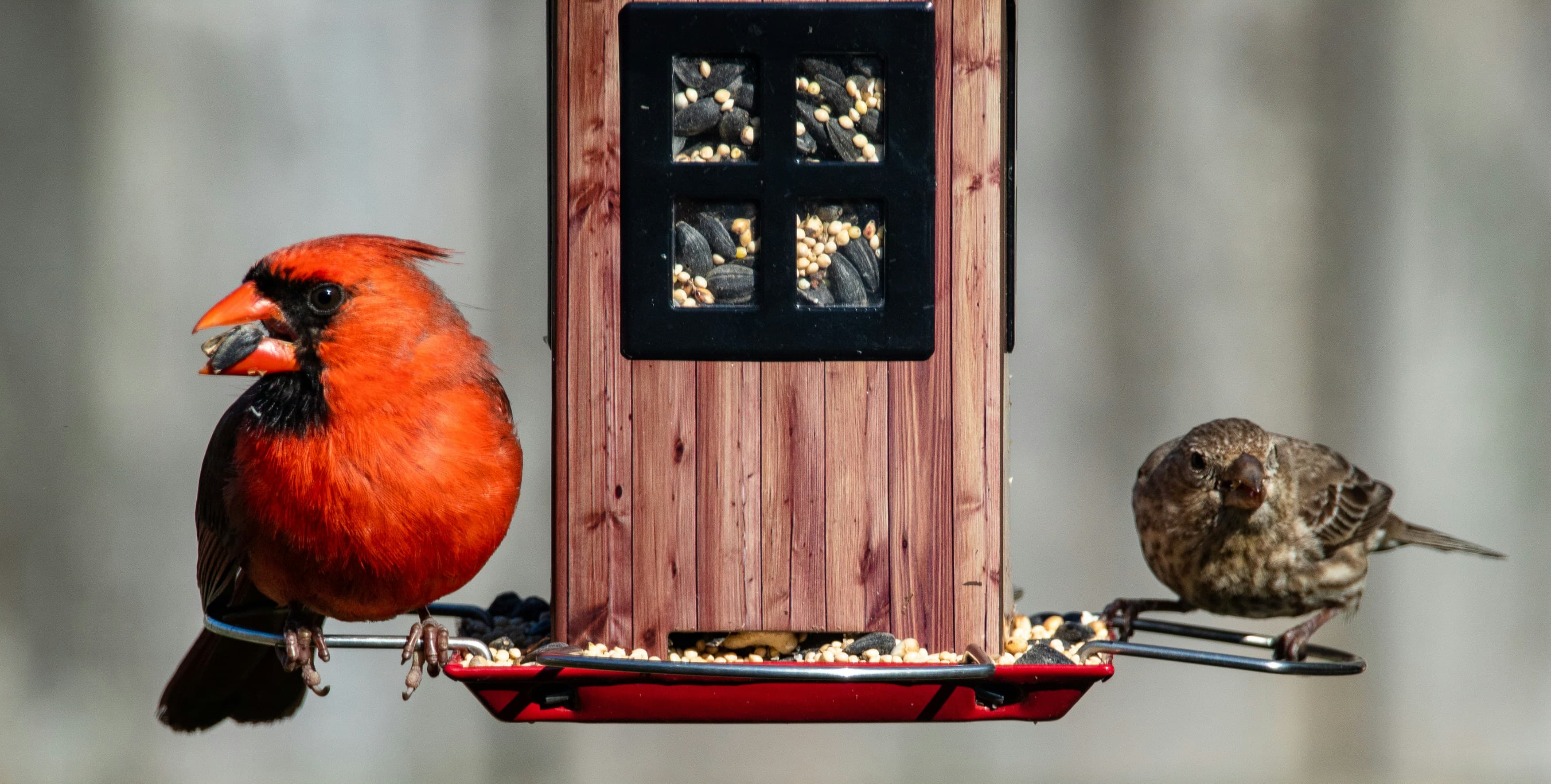 Best Bird Feeders for Beginners