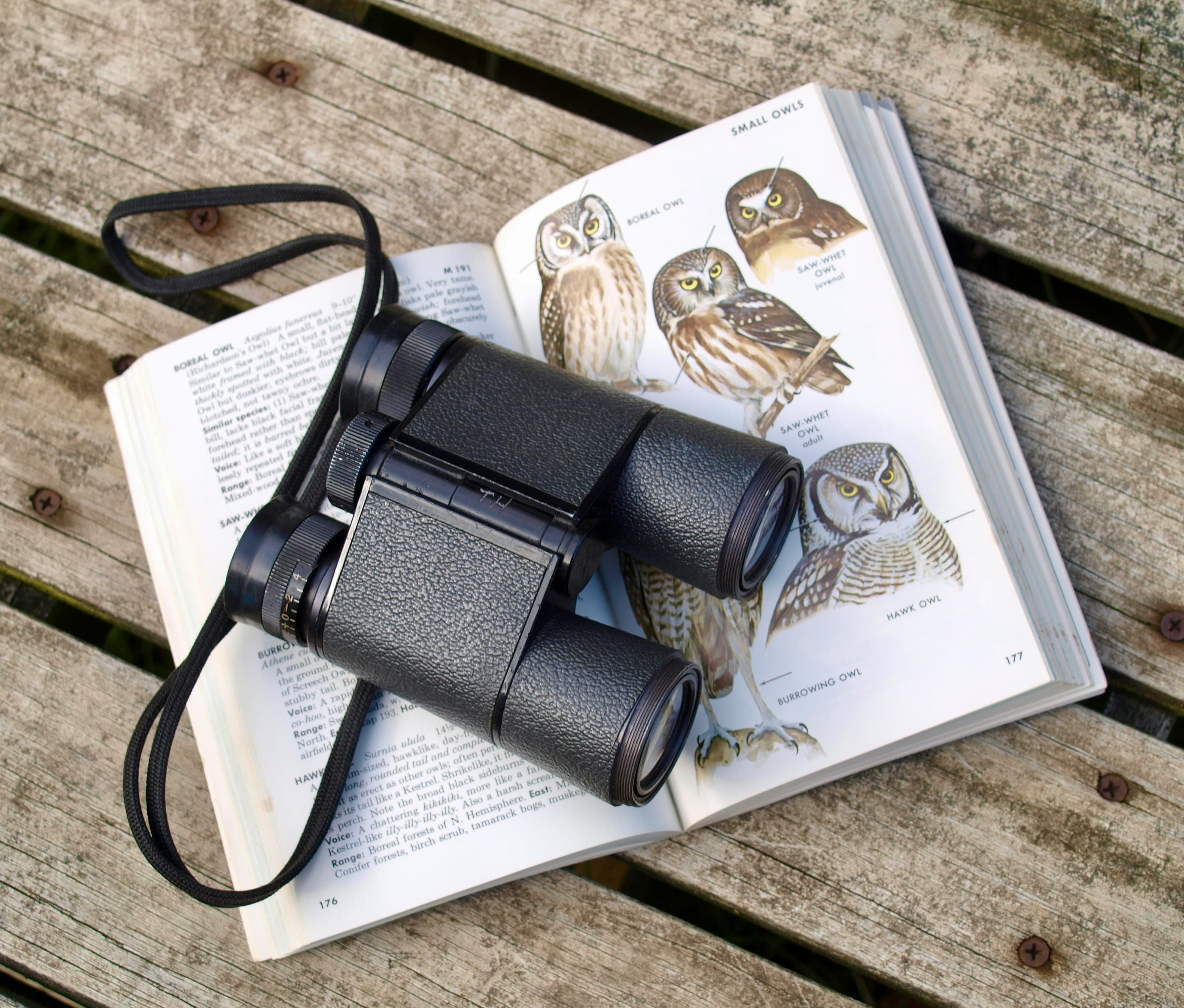 How to Identify Birds