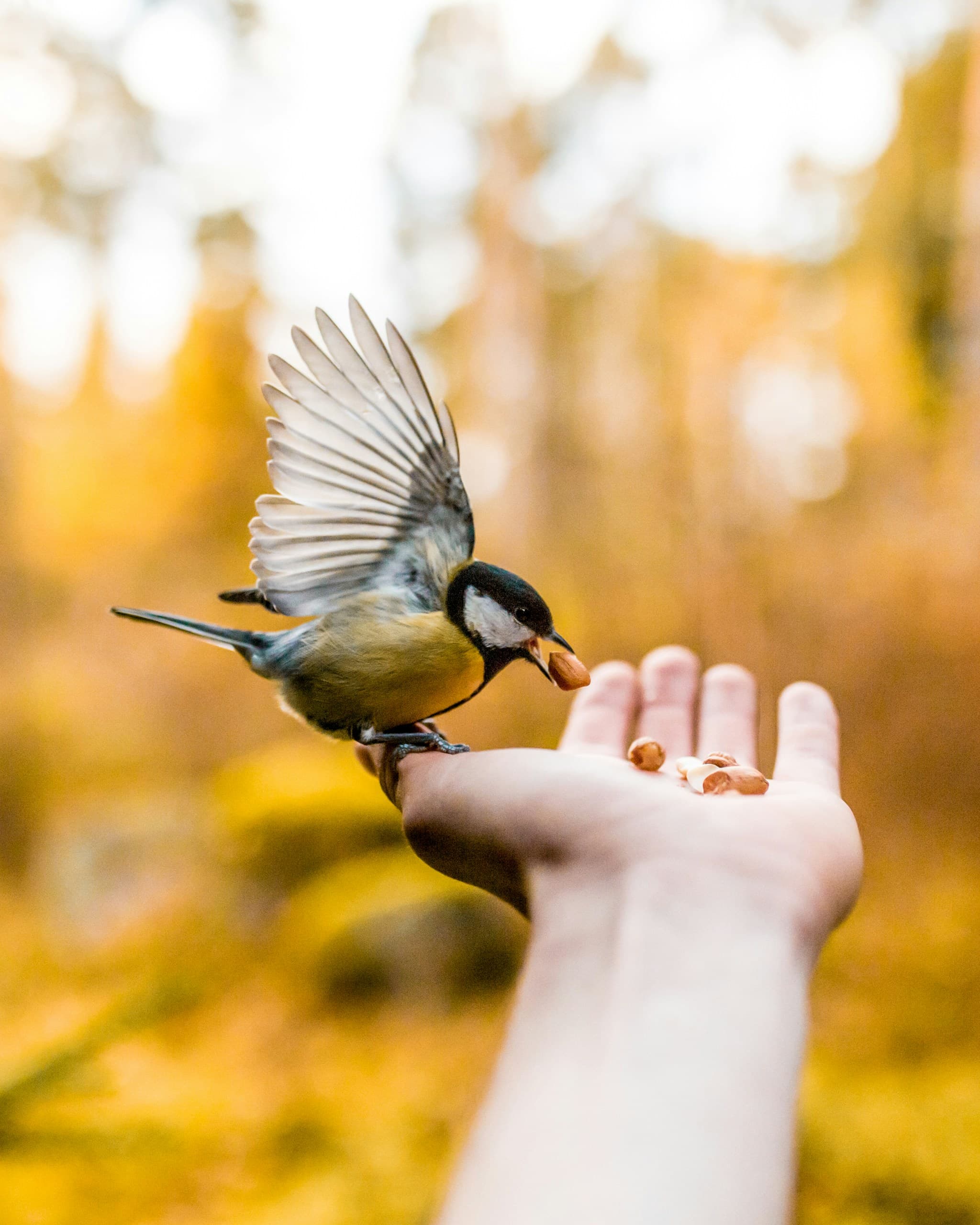 What Should You Put in a Bird Feeder?