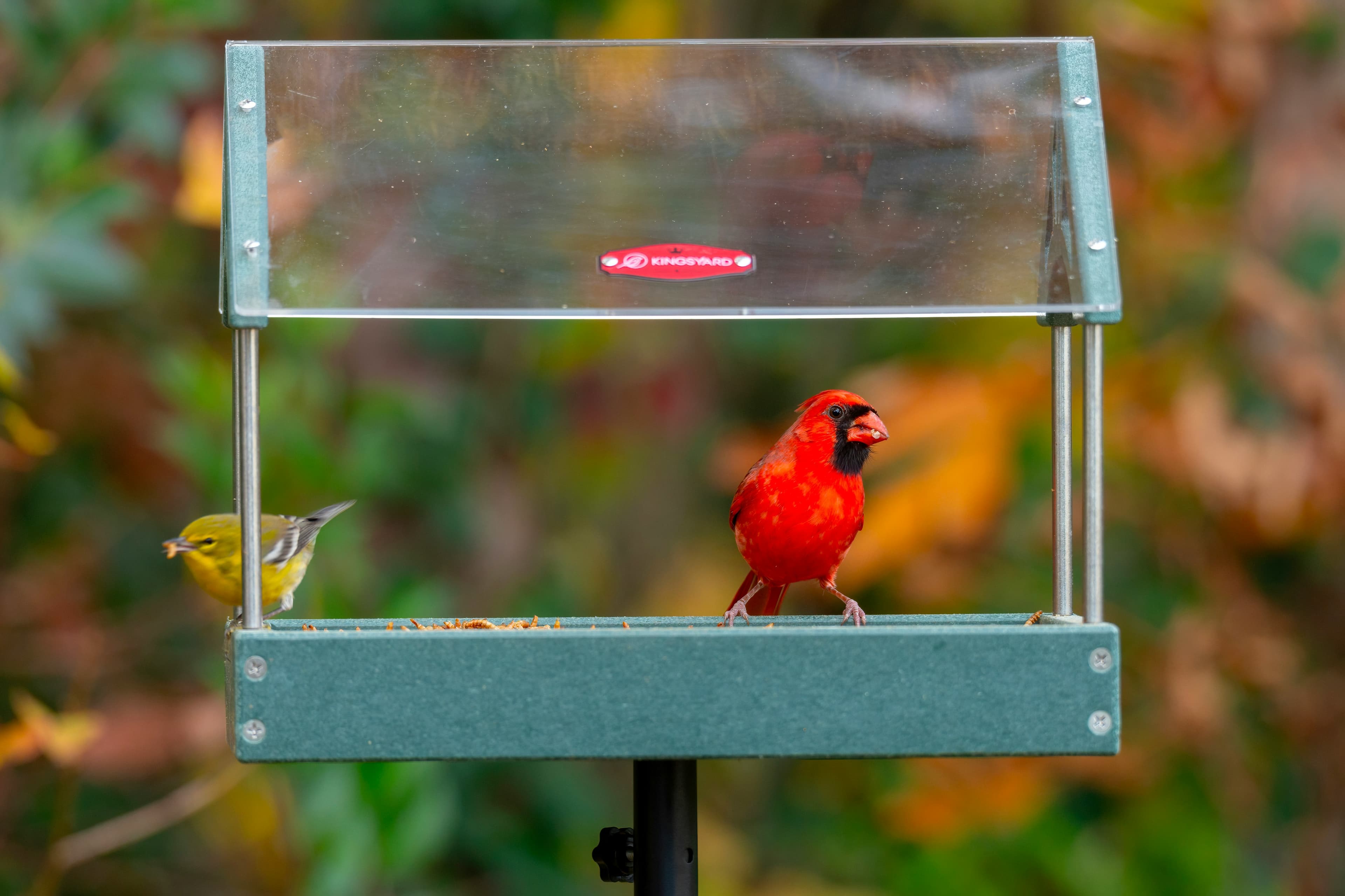 15 Common Backyard Birds You Should Know